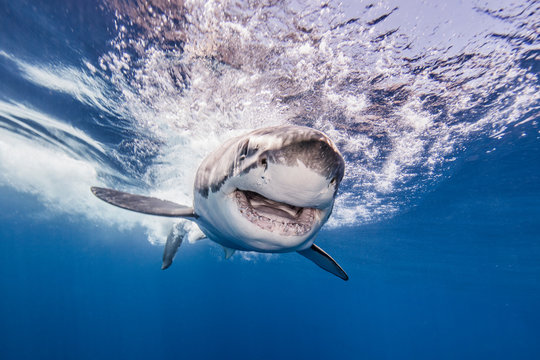 Great white shark, Guadalupe, Mexico