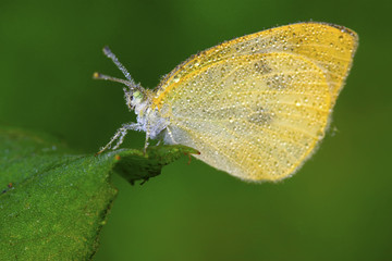 white crataegi