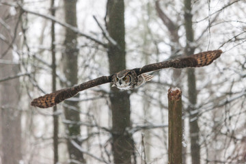 Colour landscape image of a great horned owl in flight shot against a snow winter scene.