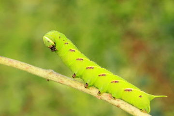 Bean hawkmoth
