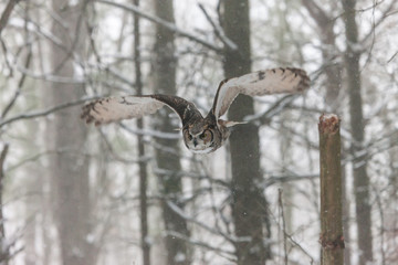 Colour landscape image of a great horned owl in flight shot against a snow winter scene.