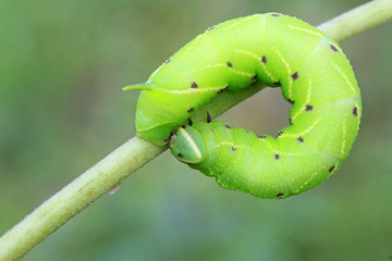 Bean hawkmoth