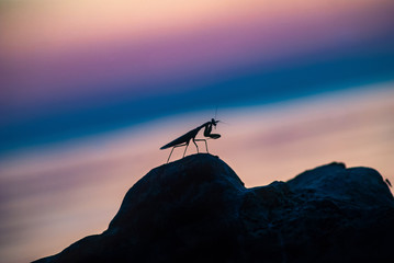 Silhouette of a praying mantis at dawn, beautiful colors,