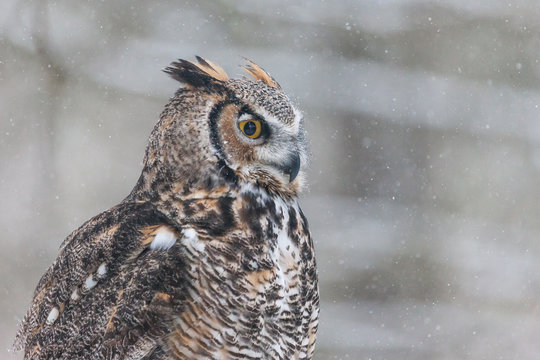 Colour landscape image of a great horned owl in flight shot against a snow winter scene.
