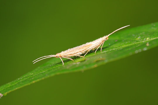 Diamondback Moth Mating