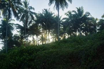 Fototapeta na wymiar palmiers au zénith