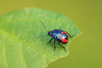 black stinkbug larvae on green leaf