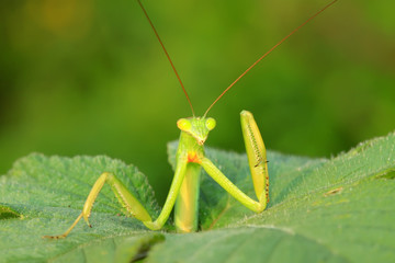 tenodera mantis