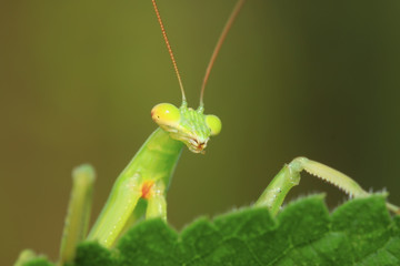 tenodera mantis