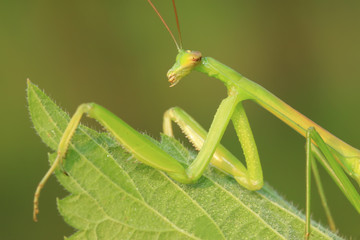 tenodera mantis
