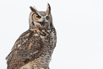 Colour landscape image of a great horned owl in flight shot against a snow winter scene.