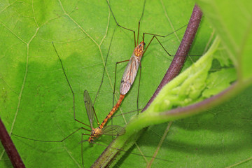 mosquitoes insects mating on green leaf