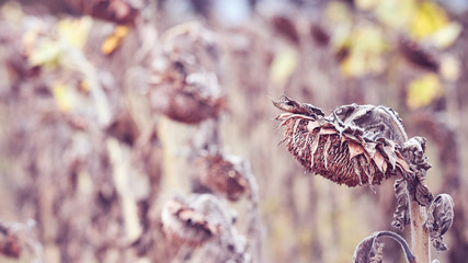 Withered sunflowers heads down, selective focus, color toning applied.