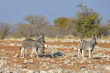 Obraz premium Steppenzebras (Equus quagga) im Etosha Natioalpark in Namibia