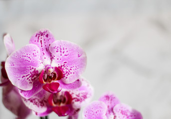 Fototapeta na wymiar Close up on orchids flowers, light grey background, selective focus, free copy space