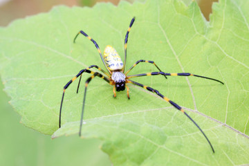 spider