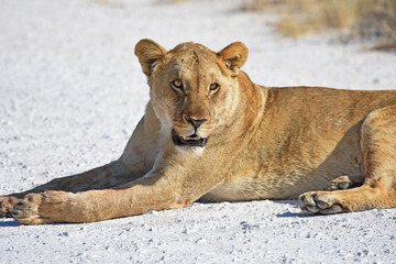 Löwe (panthera leo) auf der Straße im Etosha Nationalpark in Namibia