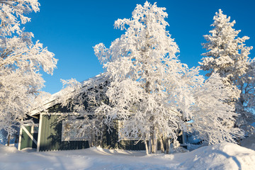 Wooden house and snowy trees, Lapland, Finland