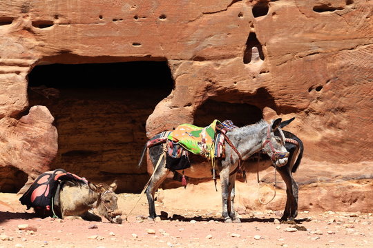 Donkeys Of Petra in Jordan