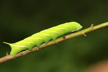 Bean hawkmoth on green leaf in the wild