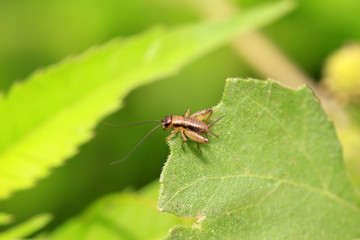gryllidae insects larva