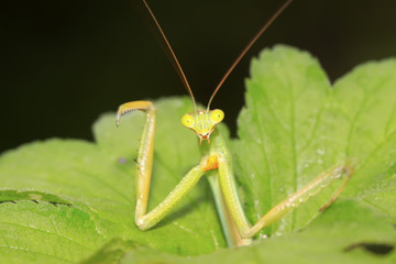 tenodera mantis