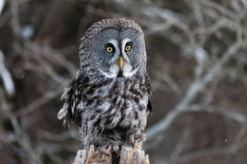 Colour landscape image of a Grey Owl, also known as Gray Owl, perched against a winter woodland scene with snow.