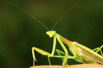 tenodera mantis