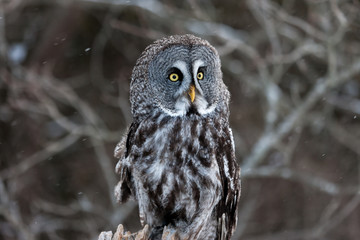 Colour landscape image of a Grey Owl, also known as Gray Owl, perched against a winter woodland scene with snow.