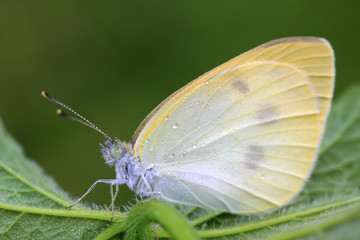 white crataegi