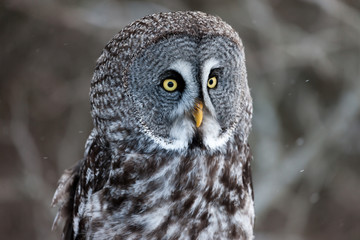 Colour landscape image of a Grey Owl, also known as Gray Owl, perched against a winter woodland scene with snow.