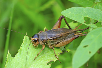 cricket insects