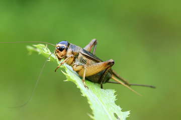 cricket insects