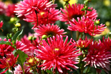 Red dahlias./In a flower bed a considerable quantity of flowers dahlias with petals in various tones of red color.