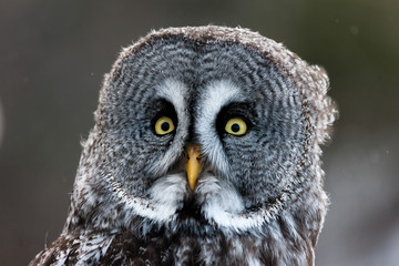 Colour landscape image of a Grey Owl, also known as Gray Owl, perched against a winter woodland scene with snow.