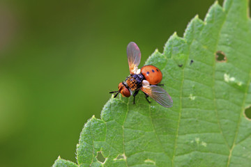 Flies insects on the green leaves