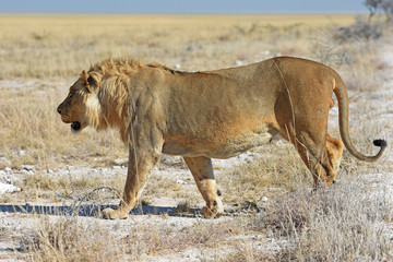 Löwenmännchen (panthera leo) im Etosha Nationalpark in Namibia