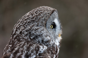 Colour landscape image of a Grey Owl, also known as Gray Owl, perched against a winter woodland scene with snow.