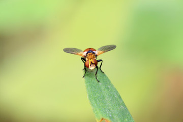 Flies insects on the green leaves