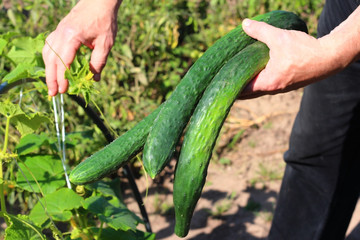 Smooth cucumbers grow in the garden
