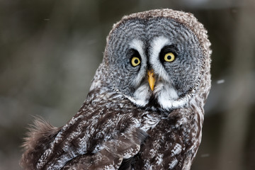 Colour landscape image of a Grey Owl, also known as Gray Owl, perched against a winter woodland scene with snow.
