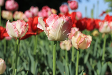 Naklejka premium Cream fringed tulip with pink petals