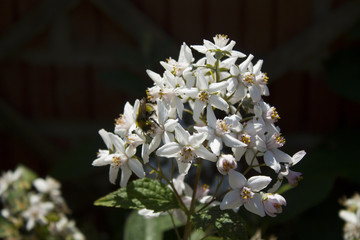 White flowers with a bee