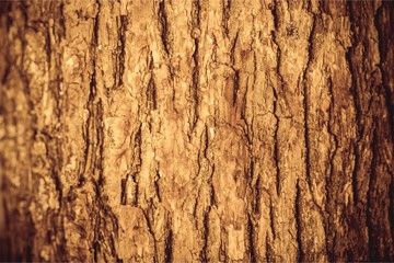 Abstract Tree bark background