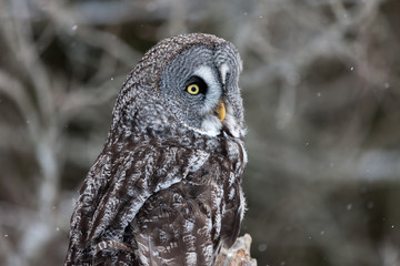 Colour landscape image of a Grey Owl, also known as Gray Owl, perched against a winter woodland scene with snow.