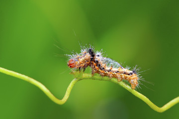 butterfly larvae - caterpillar