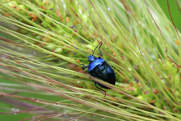 purple stinkbug on green leaf
