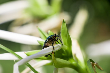 Cetonia aurata, called the rose chafer or the green rose chafer. Green shuny bug on green leaf