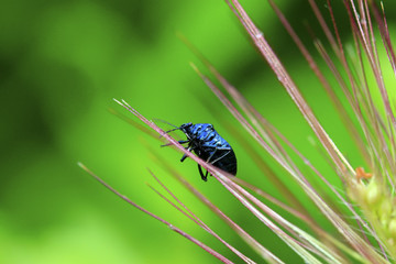 purple stinkbug on green leaf