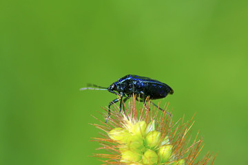 purple stinkbug on green leaf